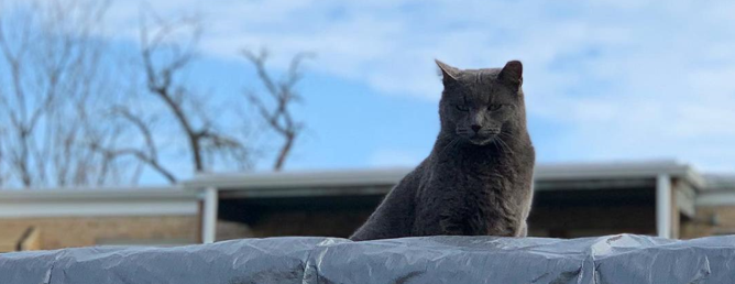 Swedish%20Cat%20Mafia%20on%20Roof.png